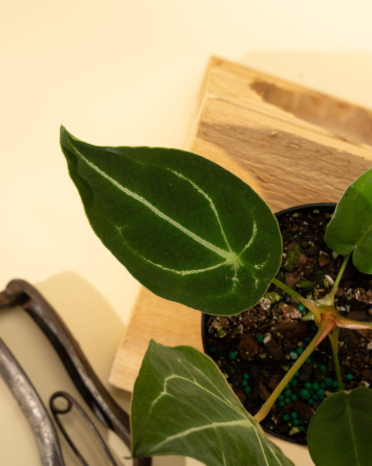4" Anthurium 'Forgetii Hybrid'