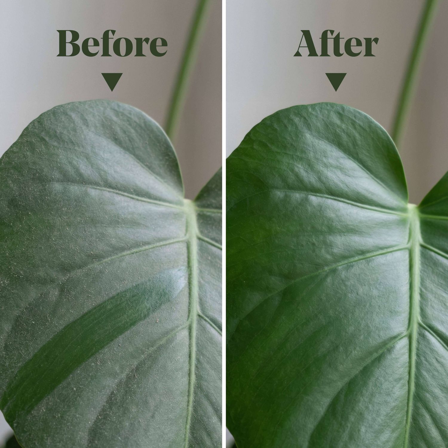 Protect Organic Leaf Spray 16.9 oz