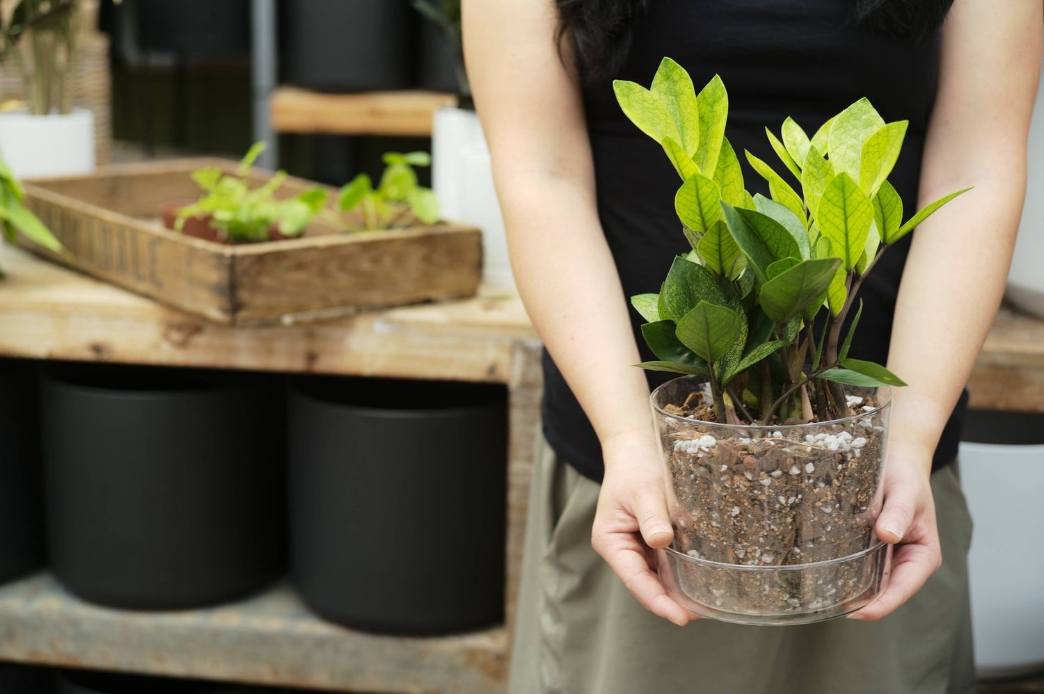 Soil (2Qt) Houseplant Chunky Mix (Aroid/Tropical Soilless): 2 Quarts