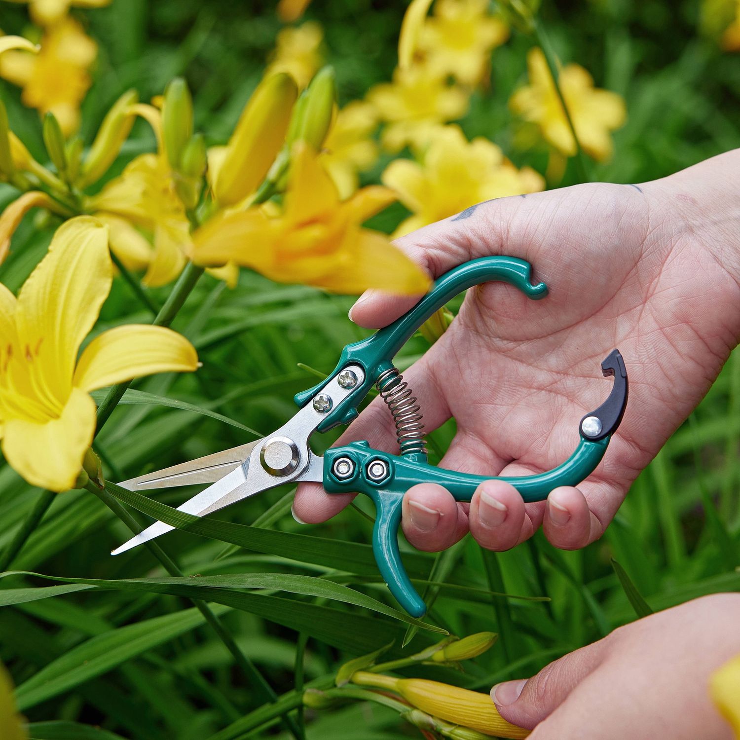 Garden Shears : Chartreuse