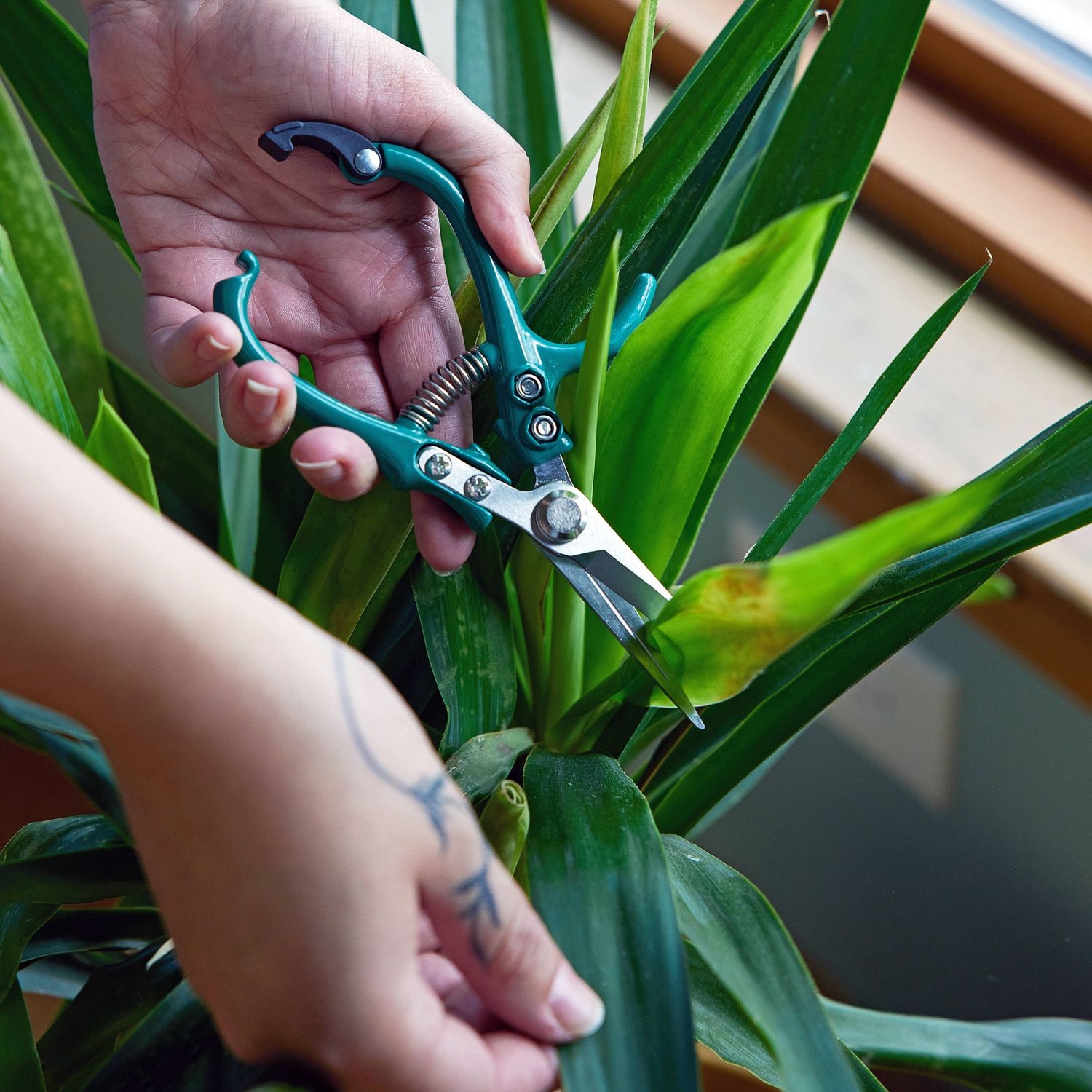 Garden Shears : Chartreuse