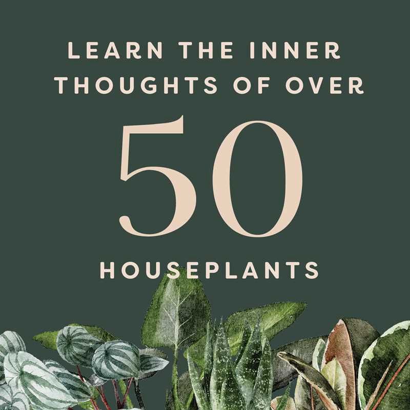Houseplants and Their Fucked-Up Thoughts by Carlyle Christoff: Hardcover; 96 pages / English(1)