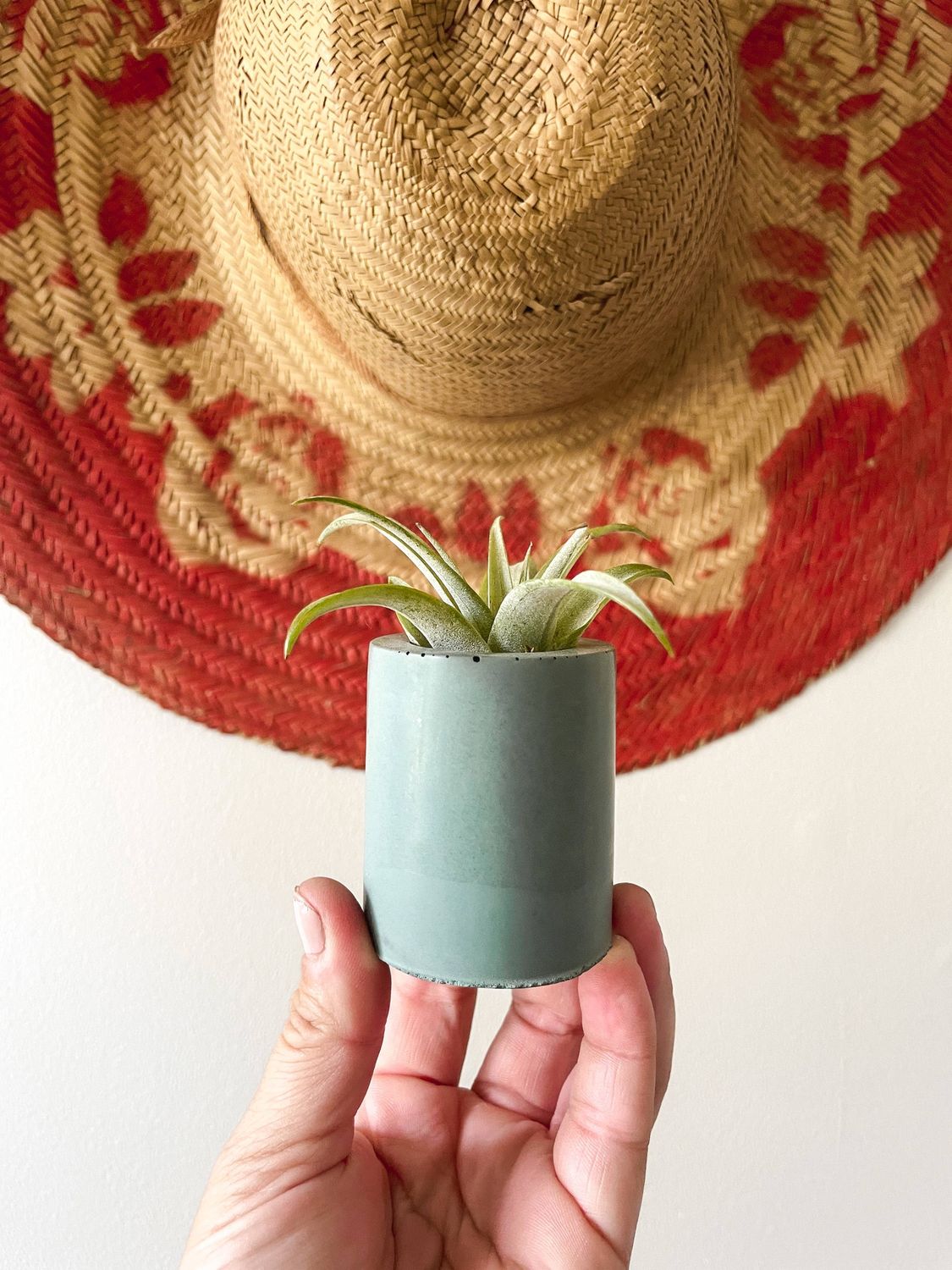Solid Cement Air Plant Holder: Marigold