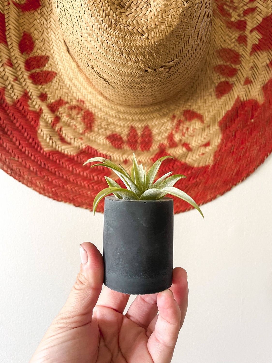 Solid Cement Air Plant Holder: Marigold