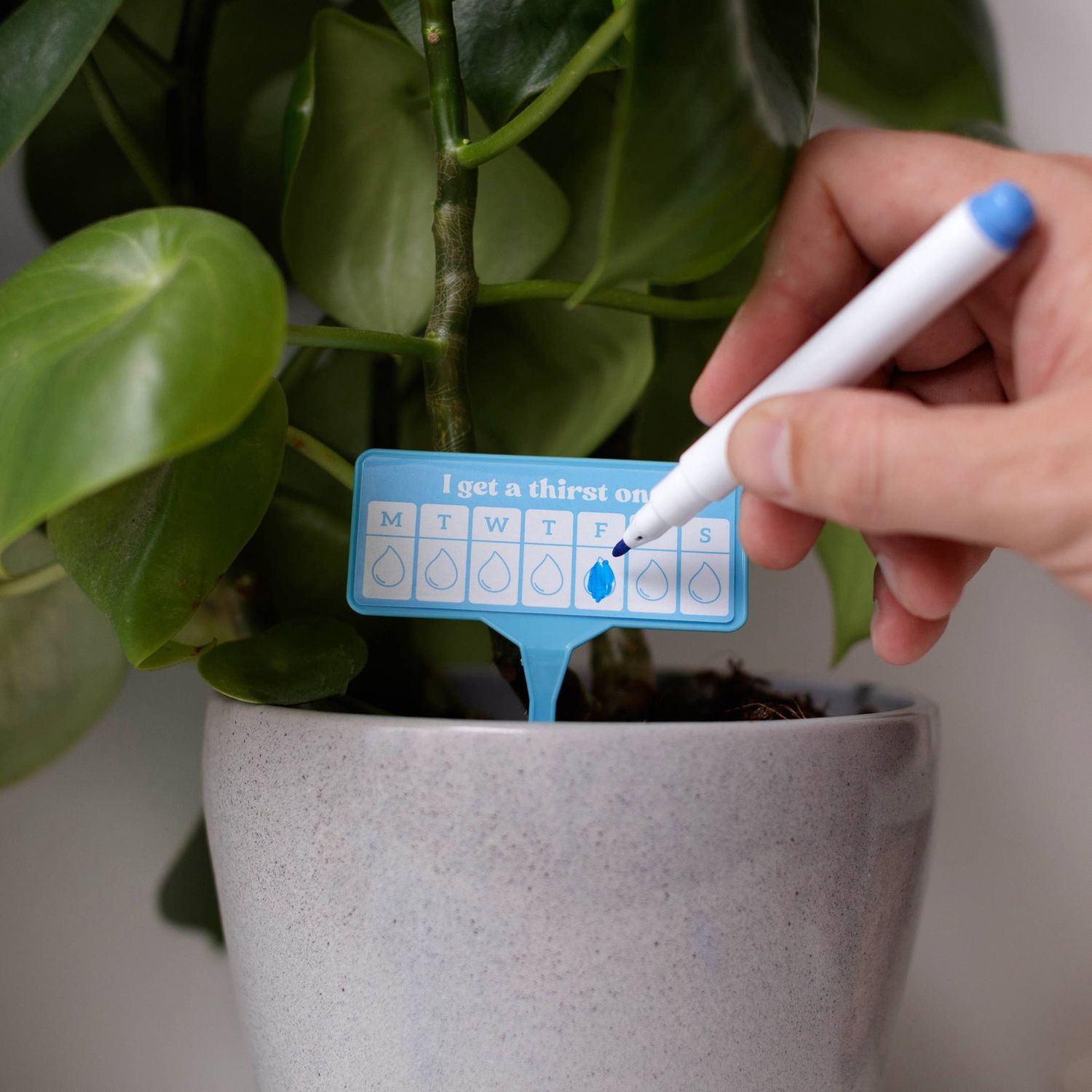 Thirsty AF | Plant Watering Guides | Secret Santa Gift
