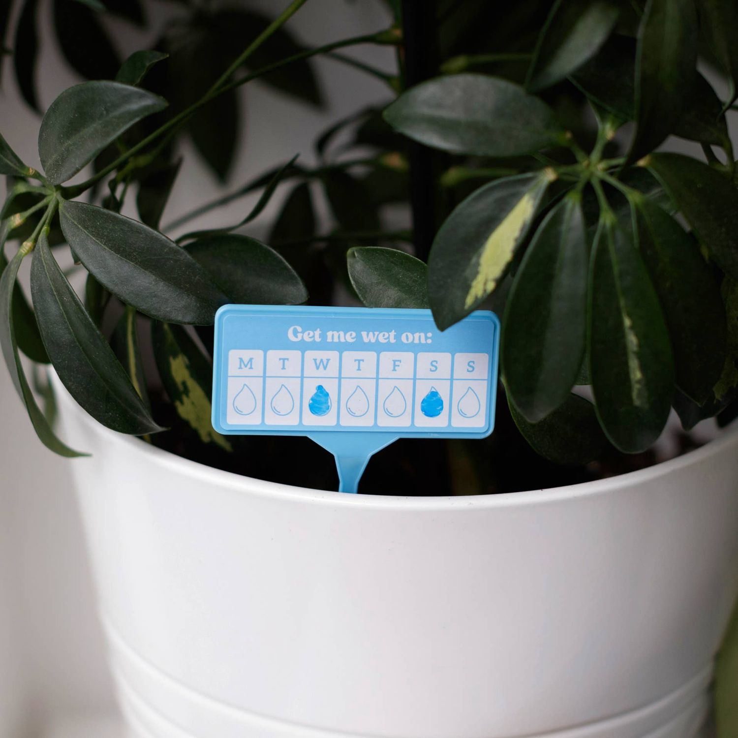 Thirsty AF | Plant Watering Guides | Secret Santa Gift