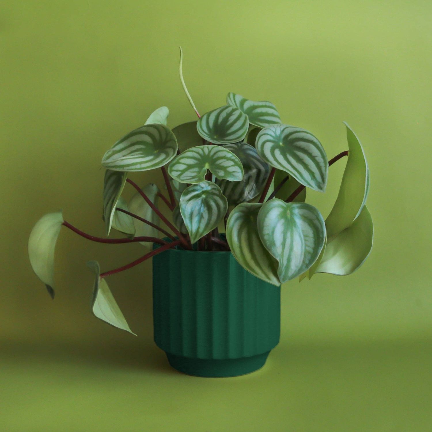 Monroe Planter | Rainforest: 4.5 inch