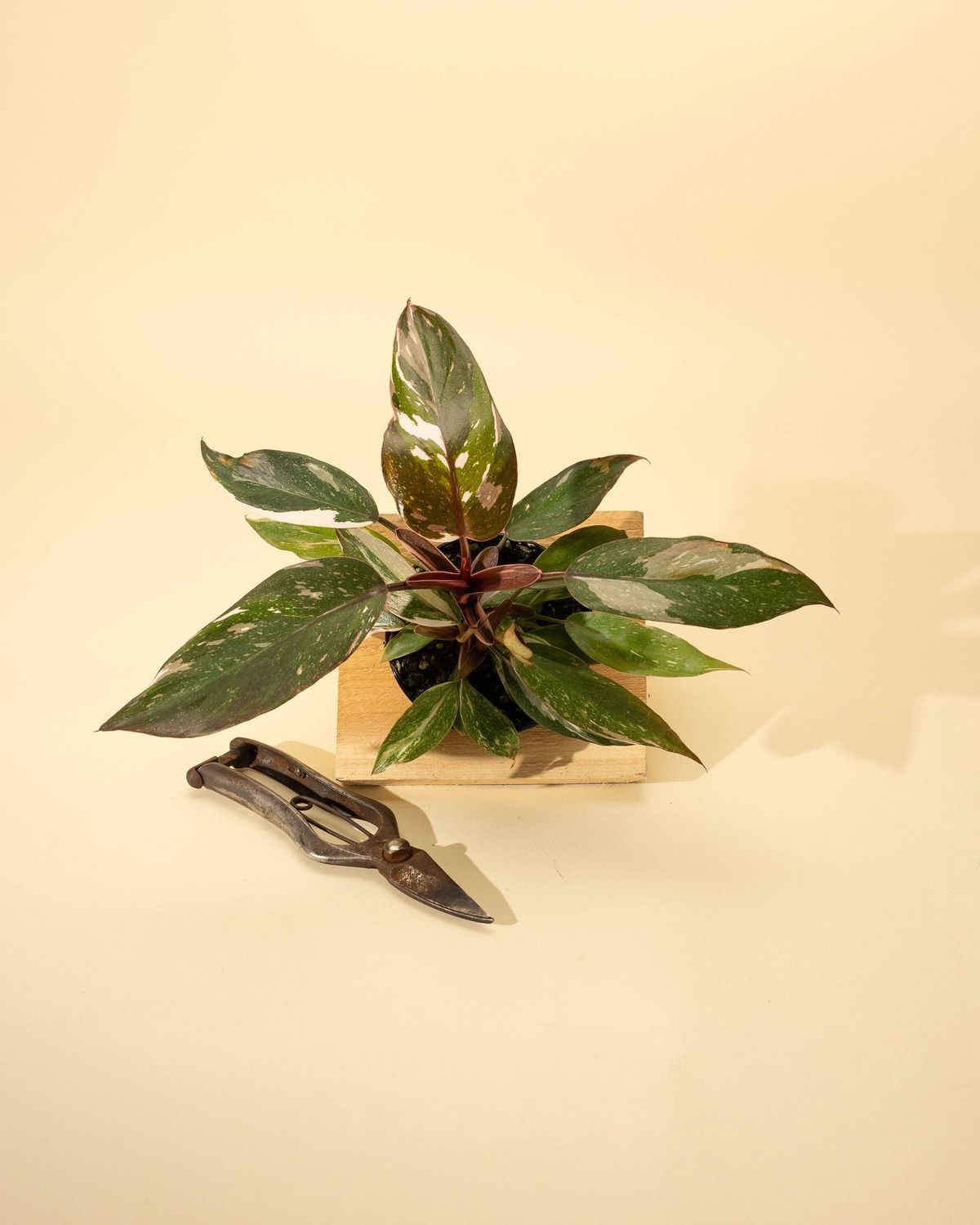 4" Philodendron Red Anderson 'Pink Knight'