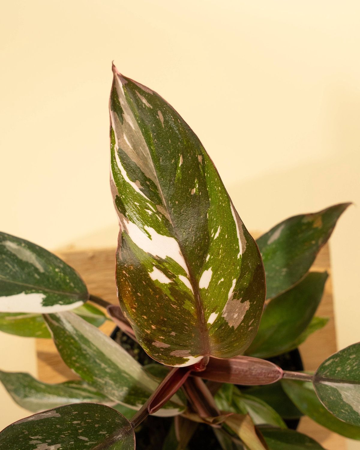 4" Philodendron Red Anderson 'Pink Knight'