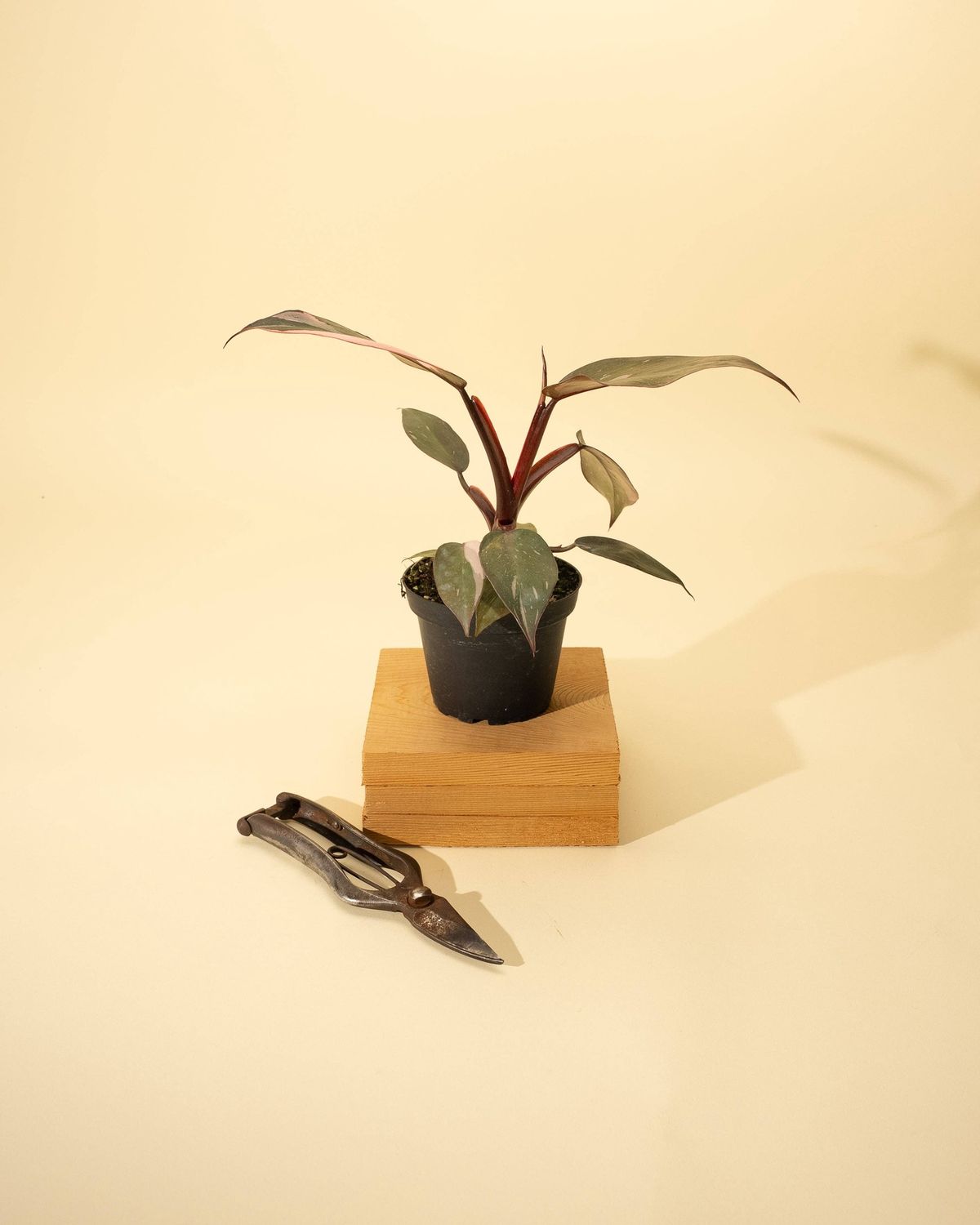 4" Philodendron Red Anderson 'Pink Knight'