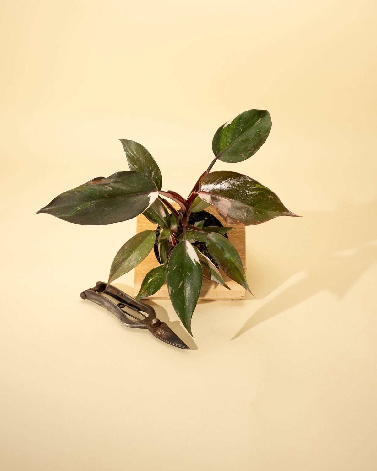 4" Philodendron Red Anderson 'Pink Knight'