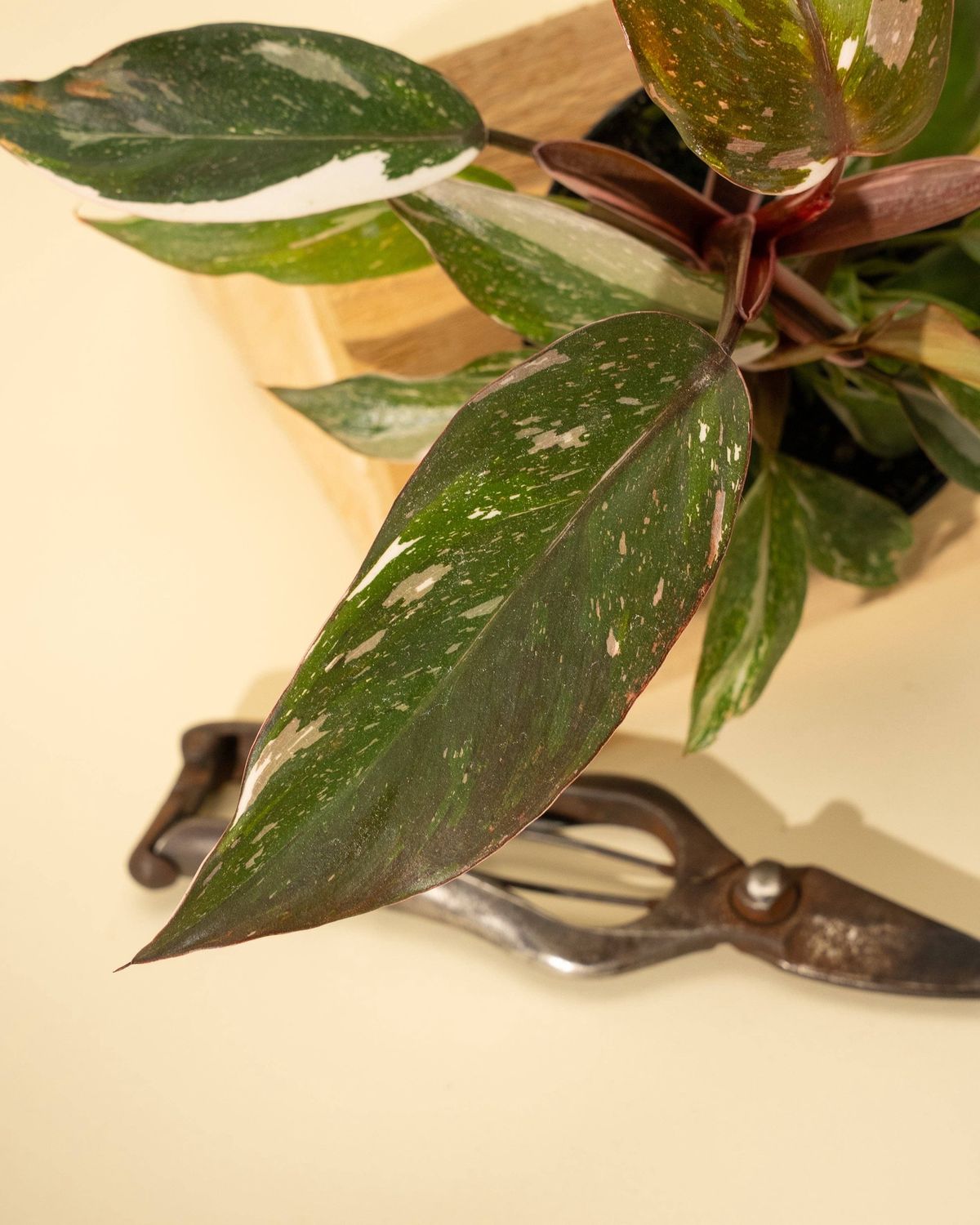 4" Philodendron Red Anderson 'Pink Knight'