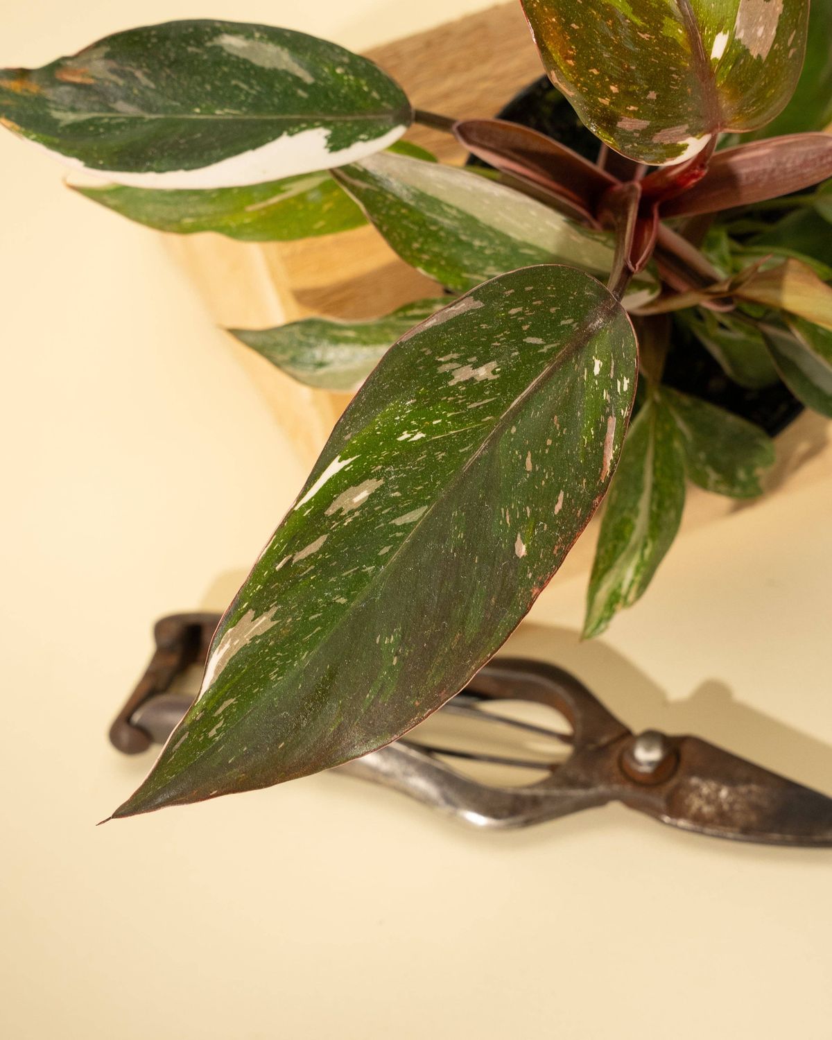 4" Philodendron Red Anderson 'Pink Knight'