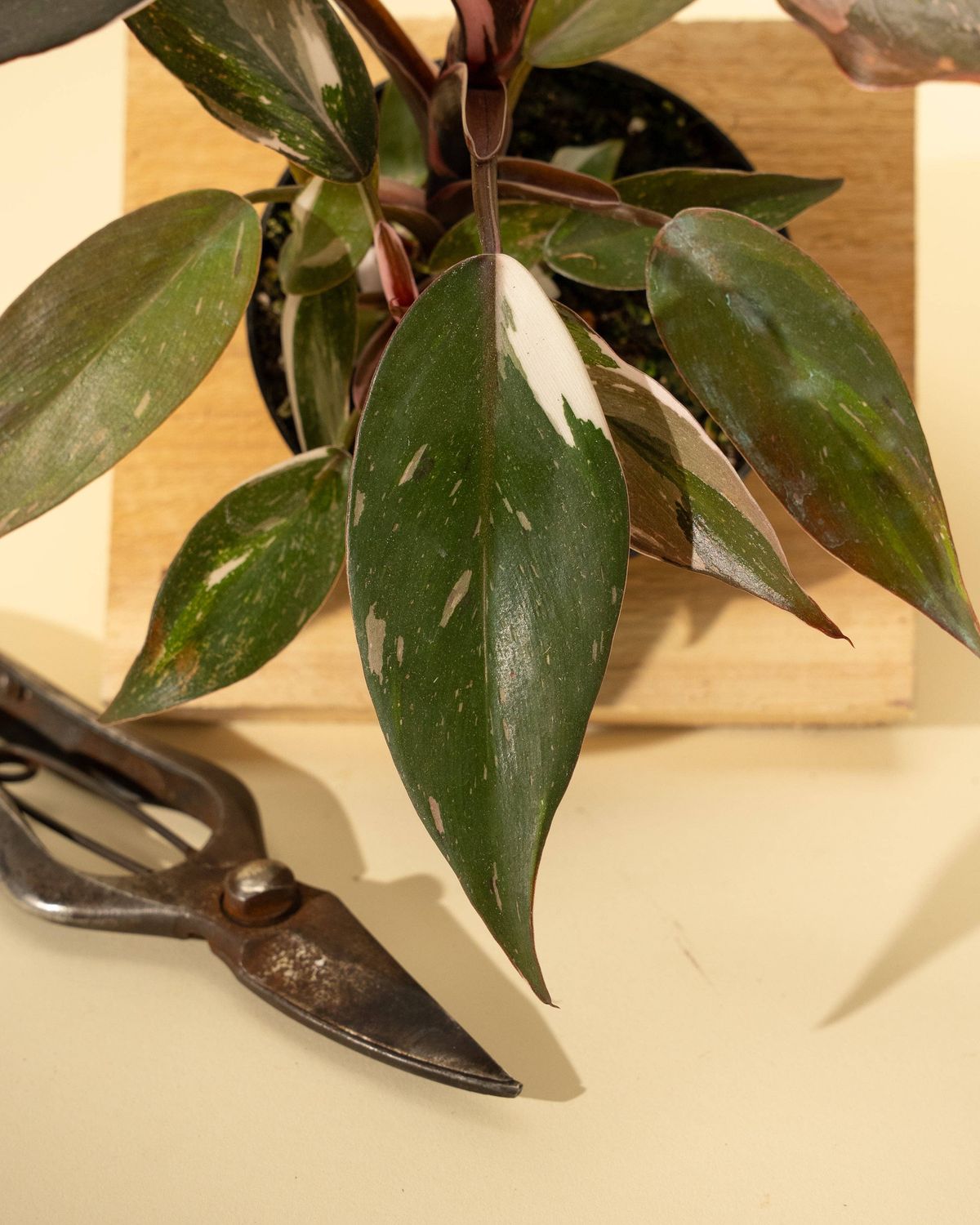 4" Philodendron Red Anderson 'Pink Knight'