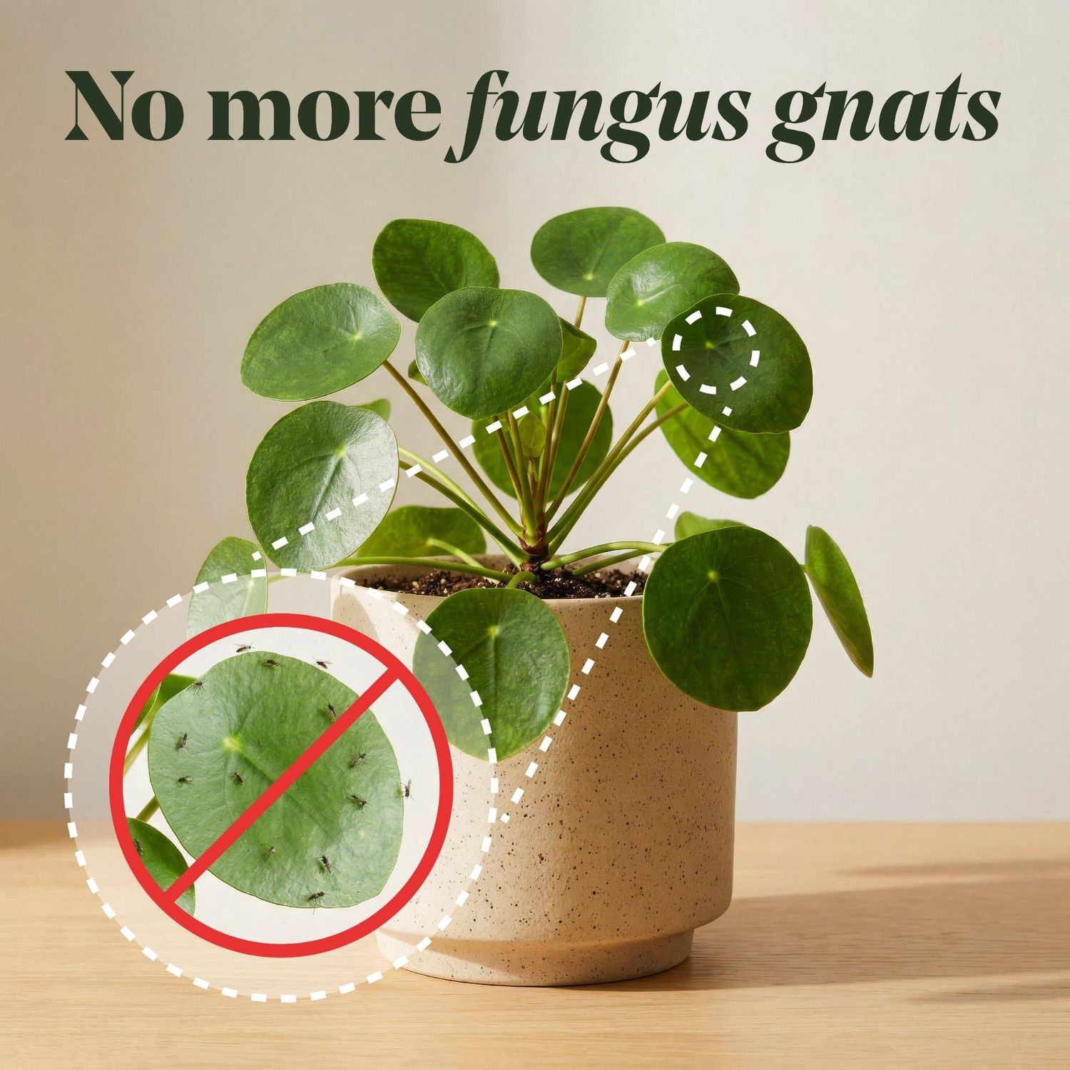 Anti-Gnat Concentrate Drops