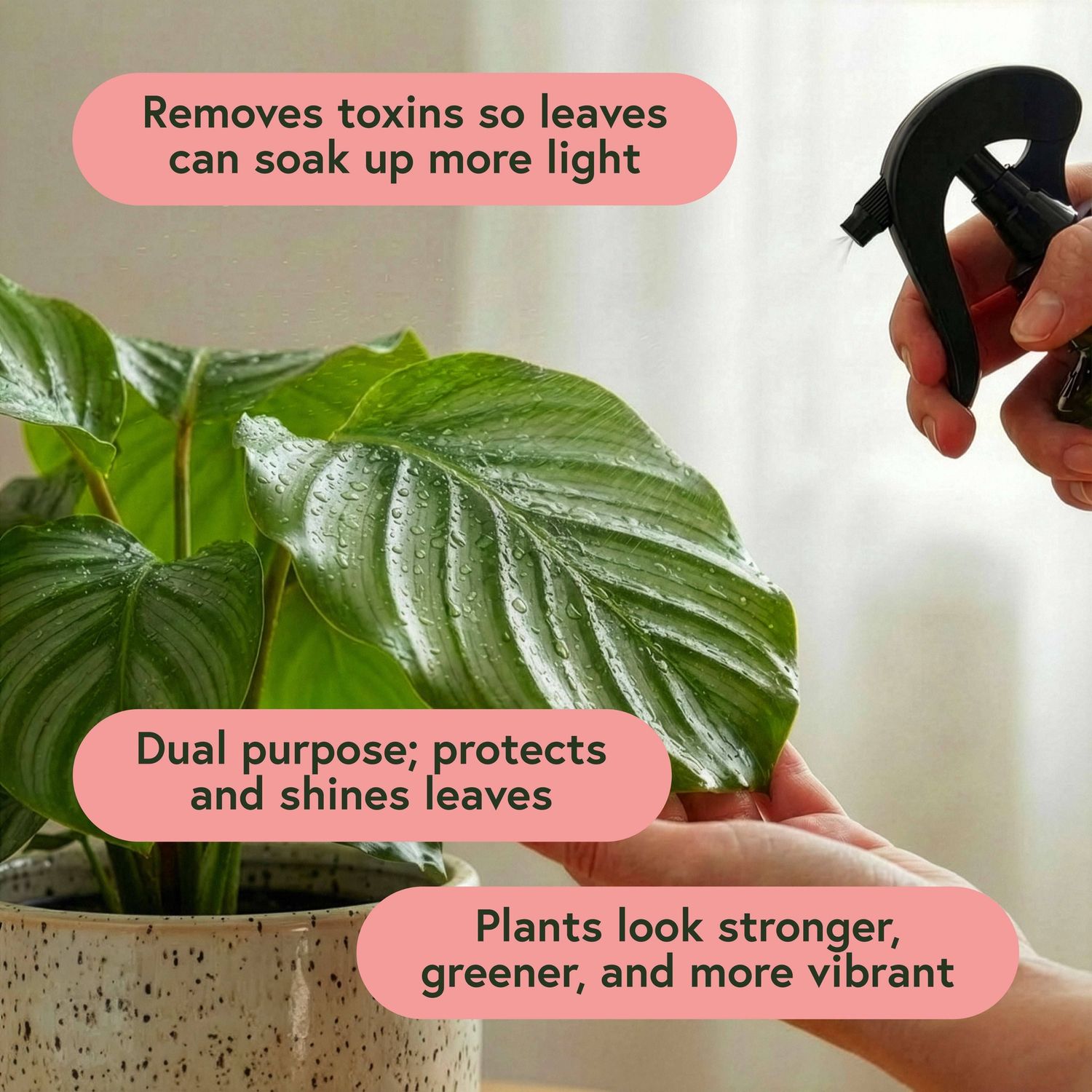 Pest &amp; Shine Kit