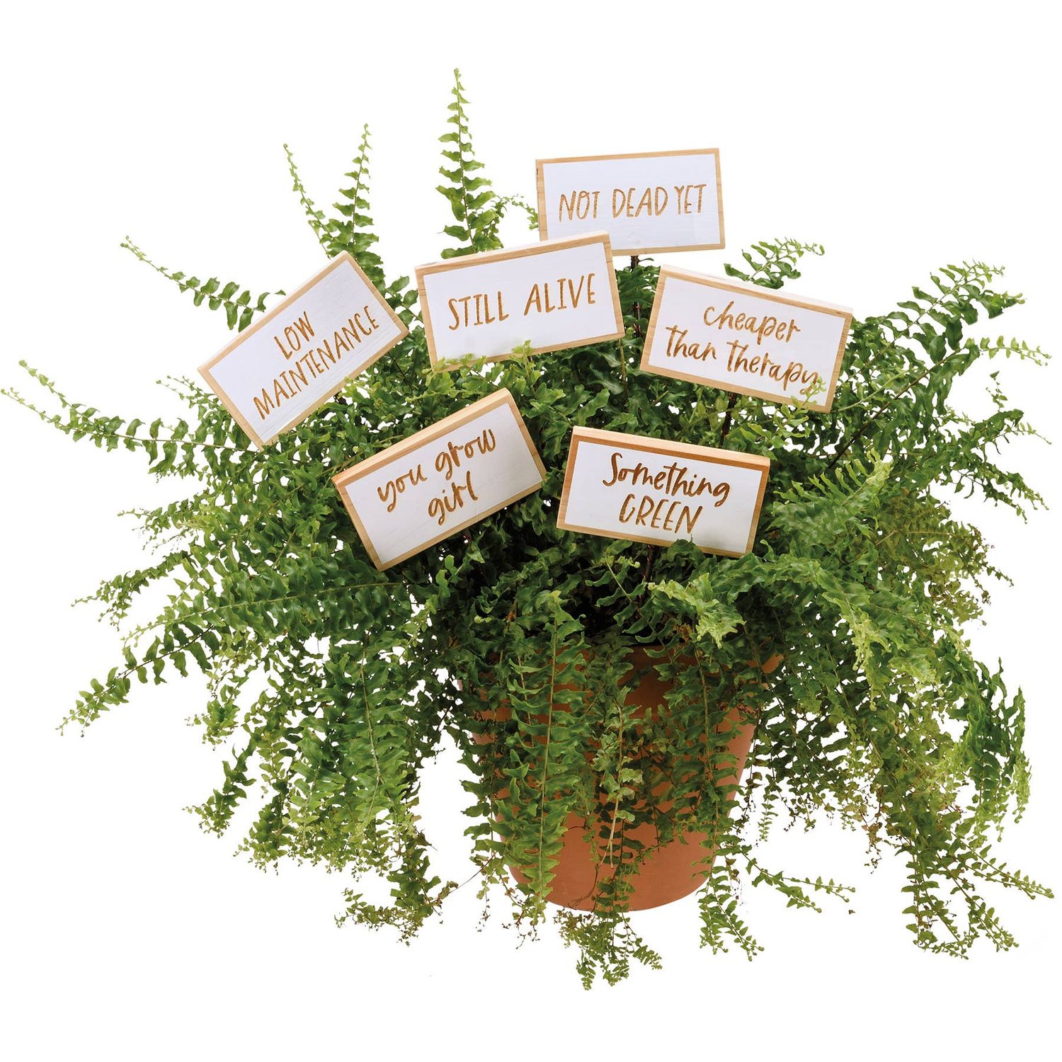Plant Pics