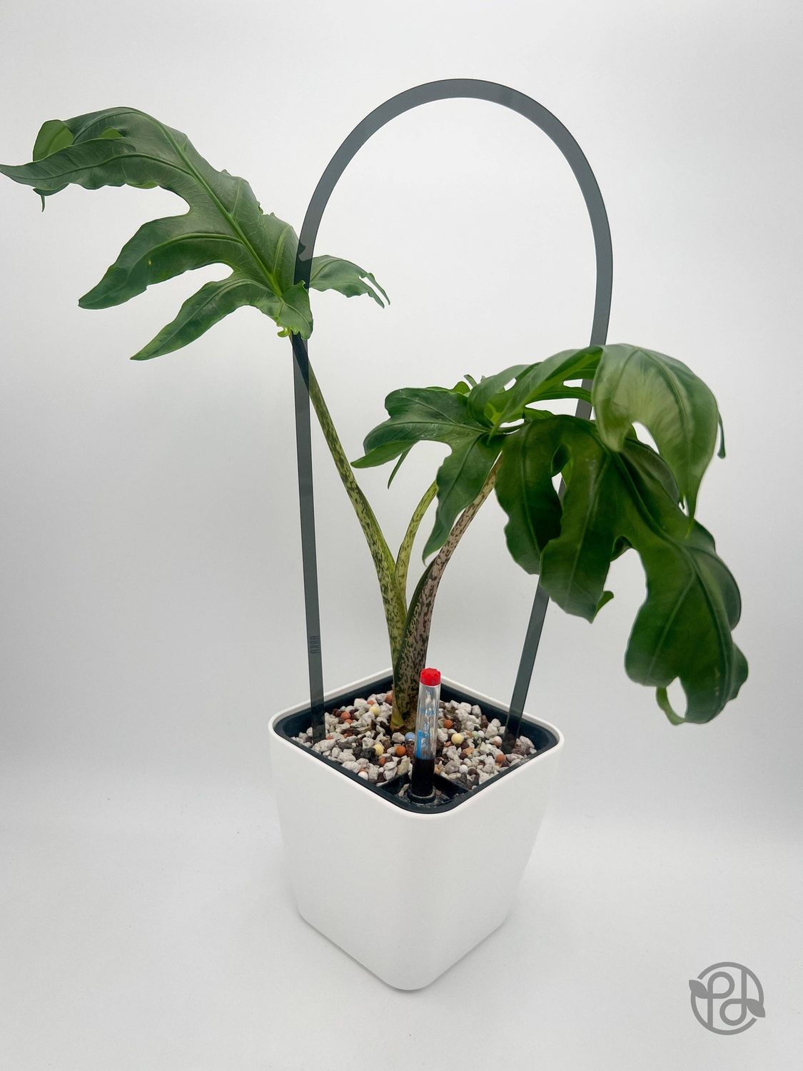 6" Self Watering Moo Pot: White