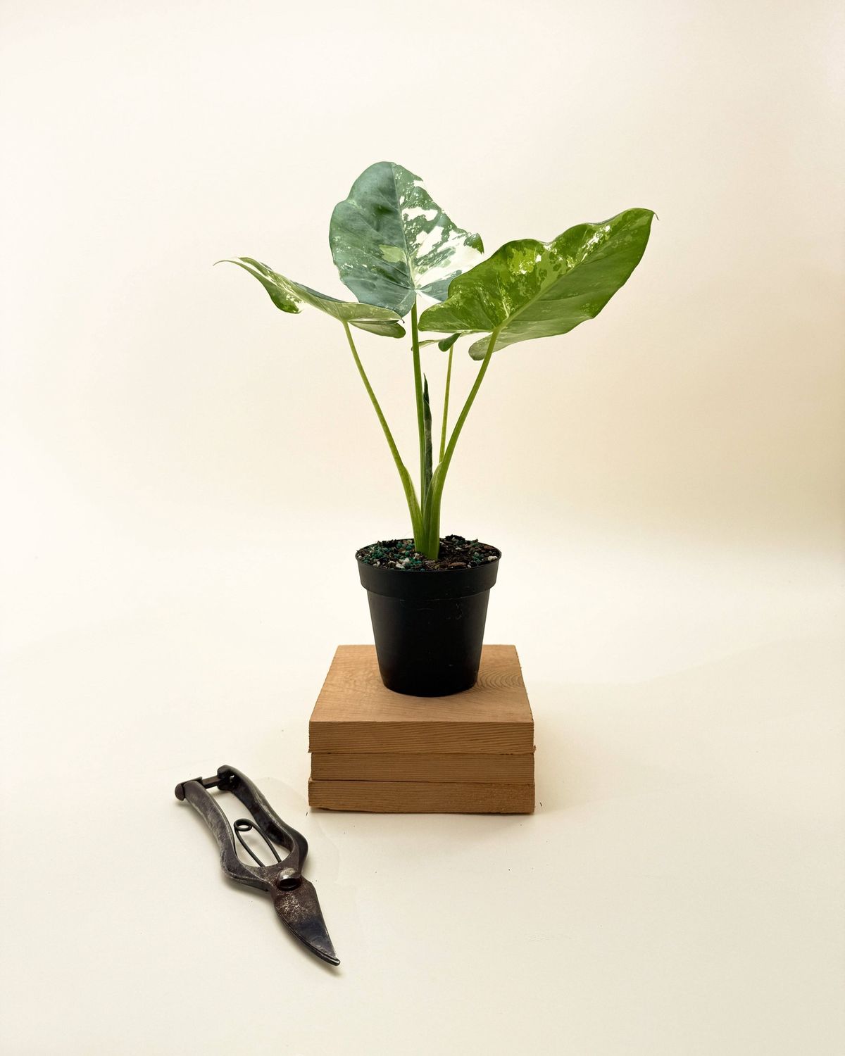 6" Variegated Alocasia 'Macrorrhiza'