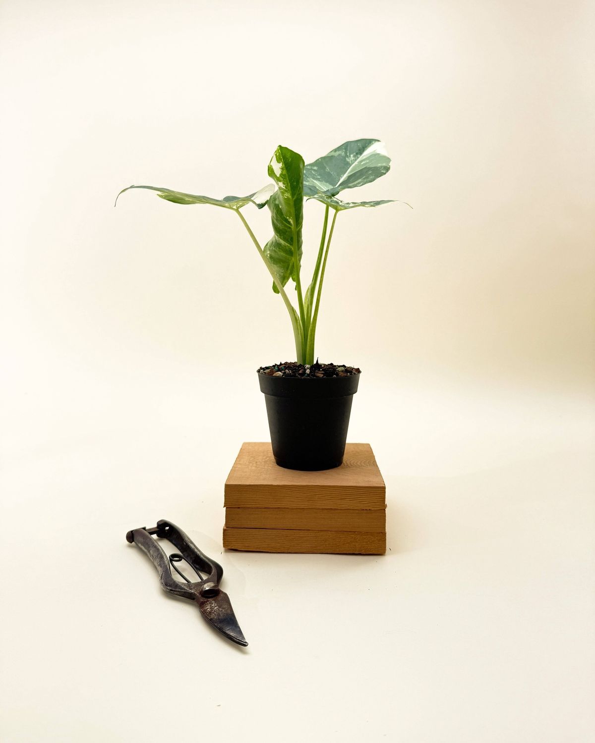 6" Variegated Alocasia 'Macrorrhiza'