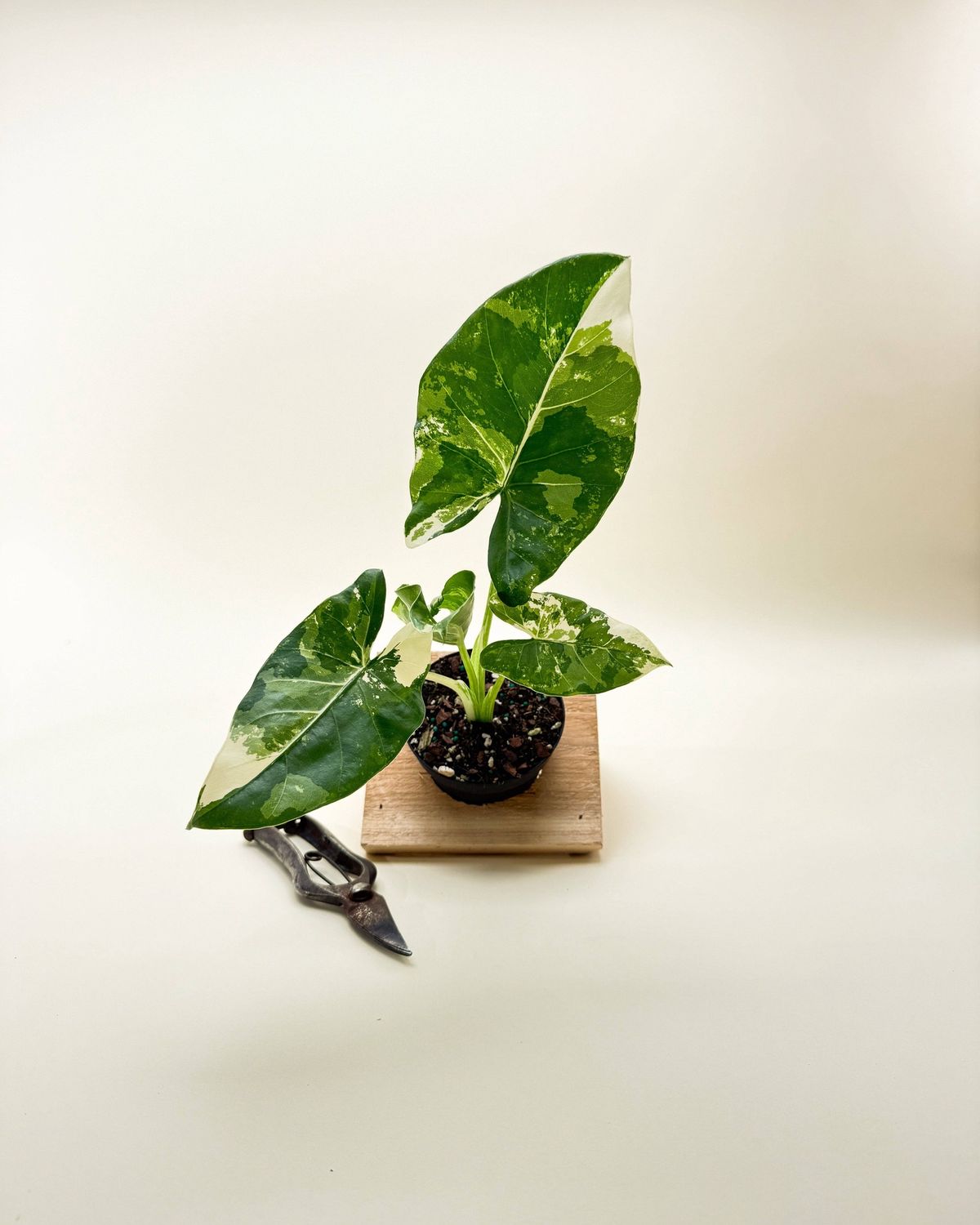 6" Variegated Alocasia 'Macrorrhiza'