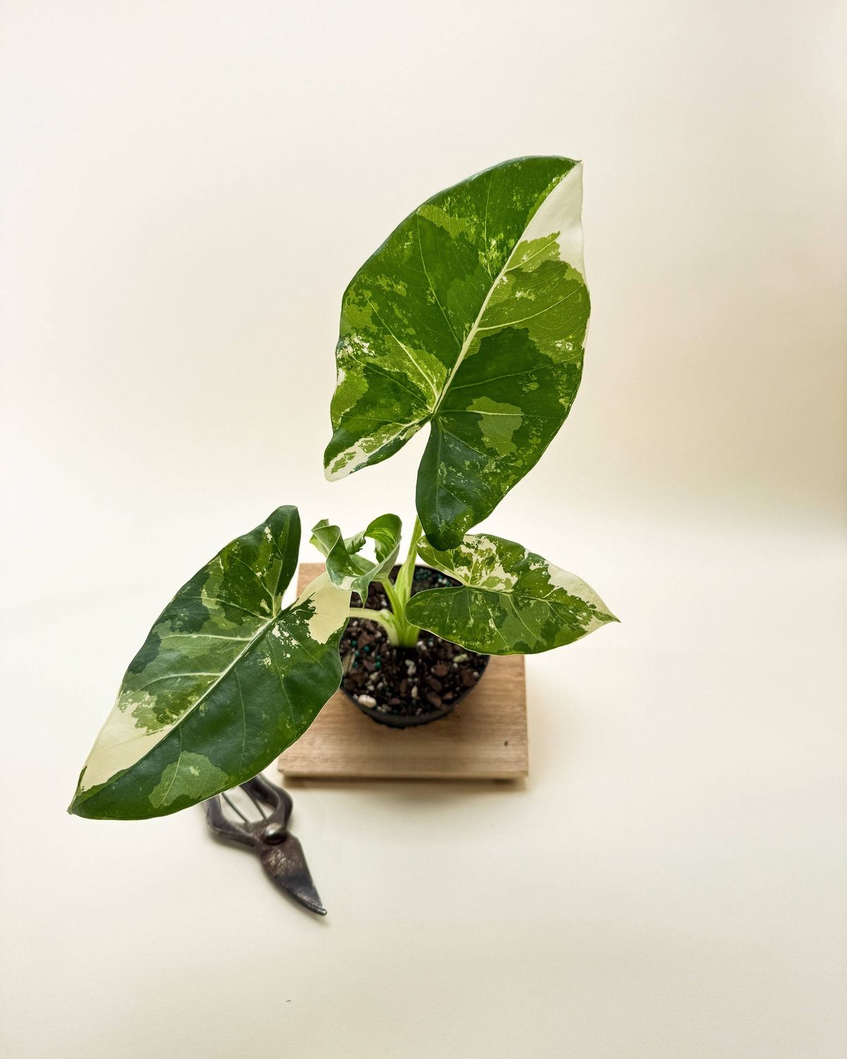 6" Variegated Alocasia 'Macrorrhiza'