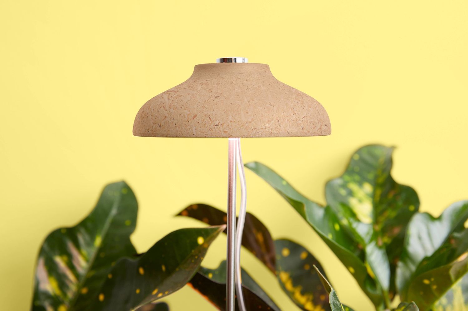 Desk Plant Grow Kit