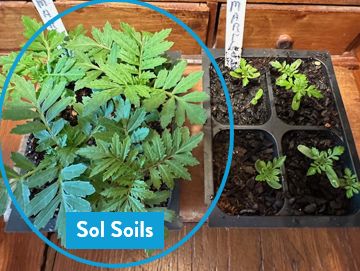Soil (1Gal) Seedling &amp; Propagation Mix: 1 Gallon (4 quarts)