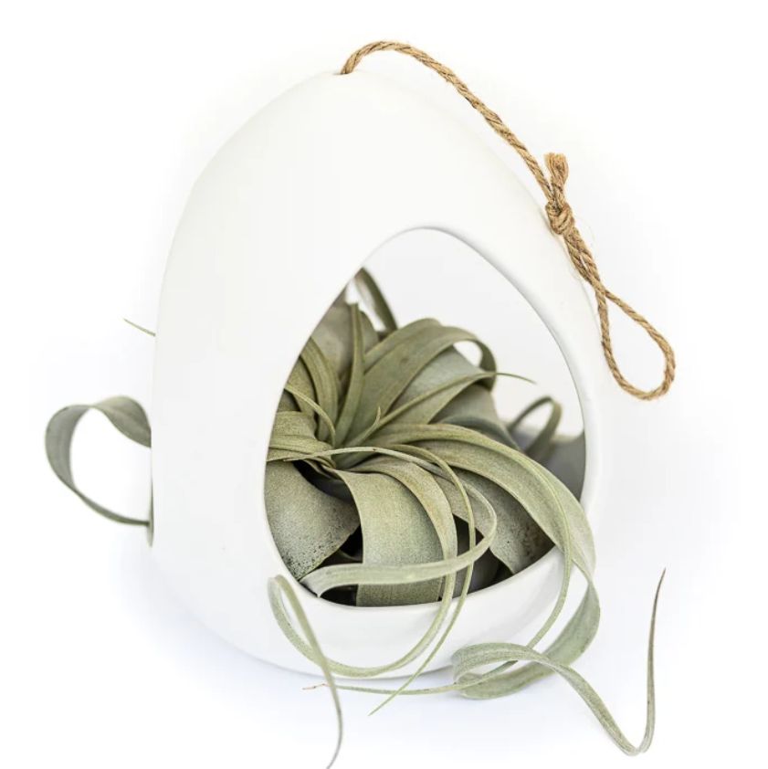Large Ivory Ceramic Air Plant Hanger