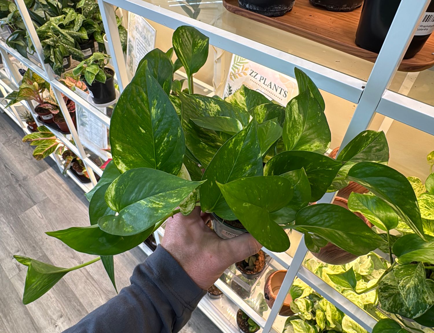 4" Hawaiian Pothos