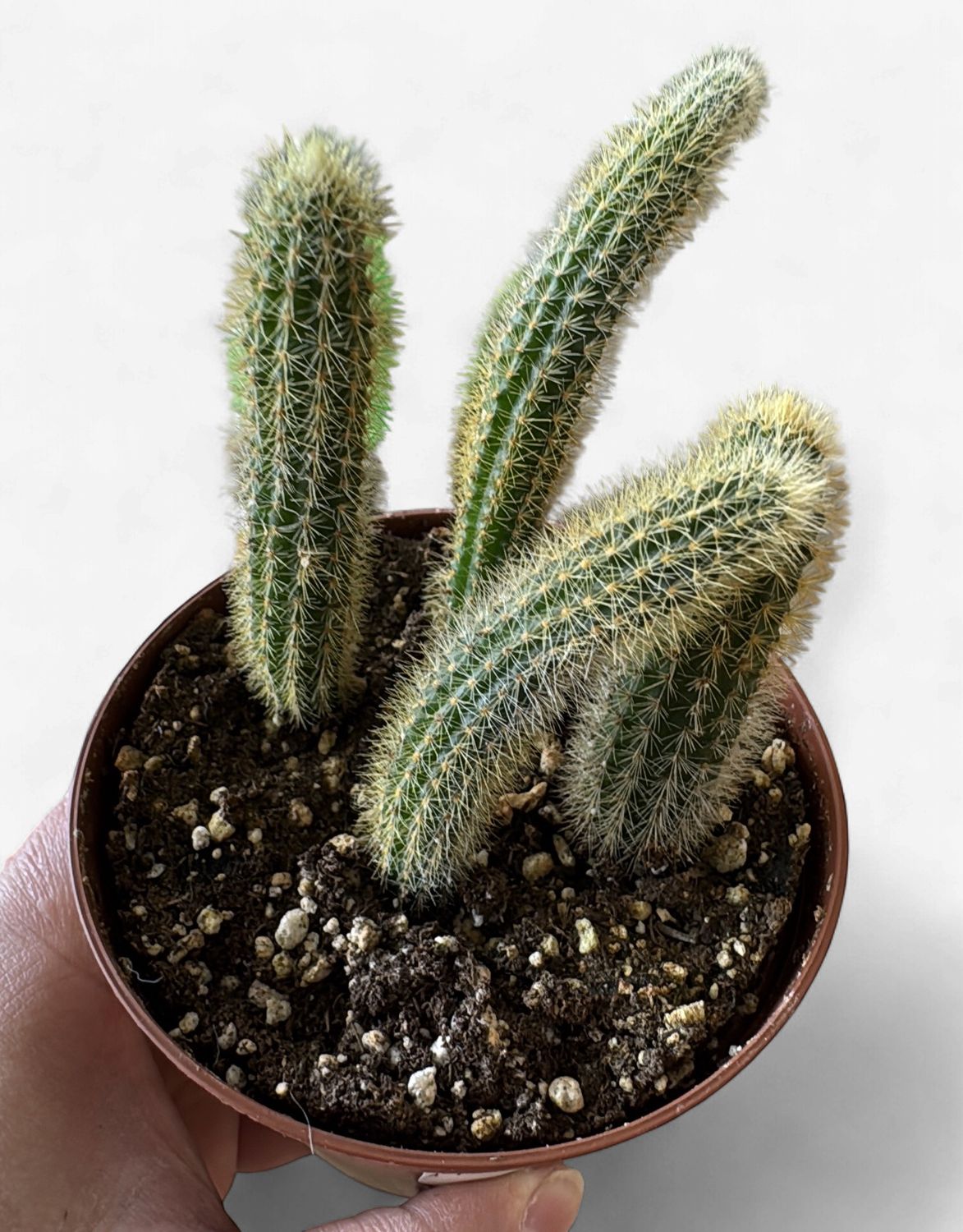 4" Foxtail White Cactus