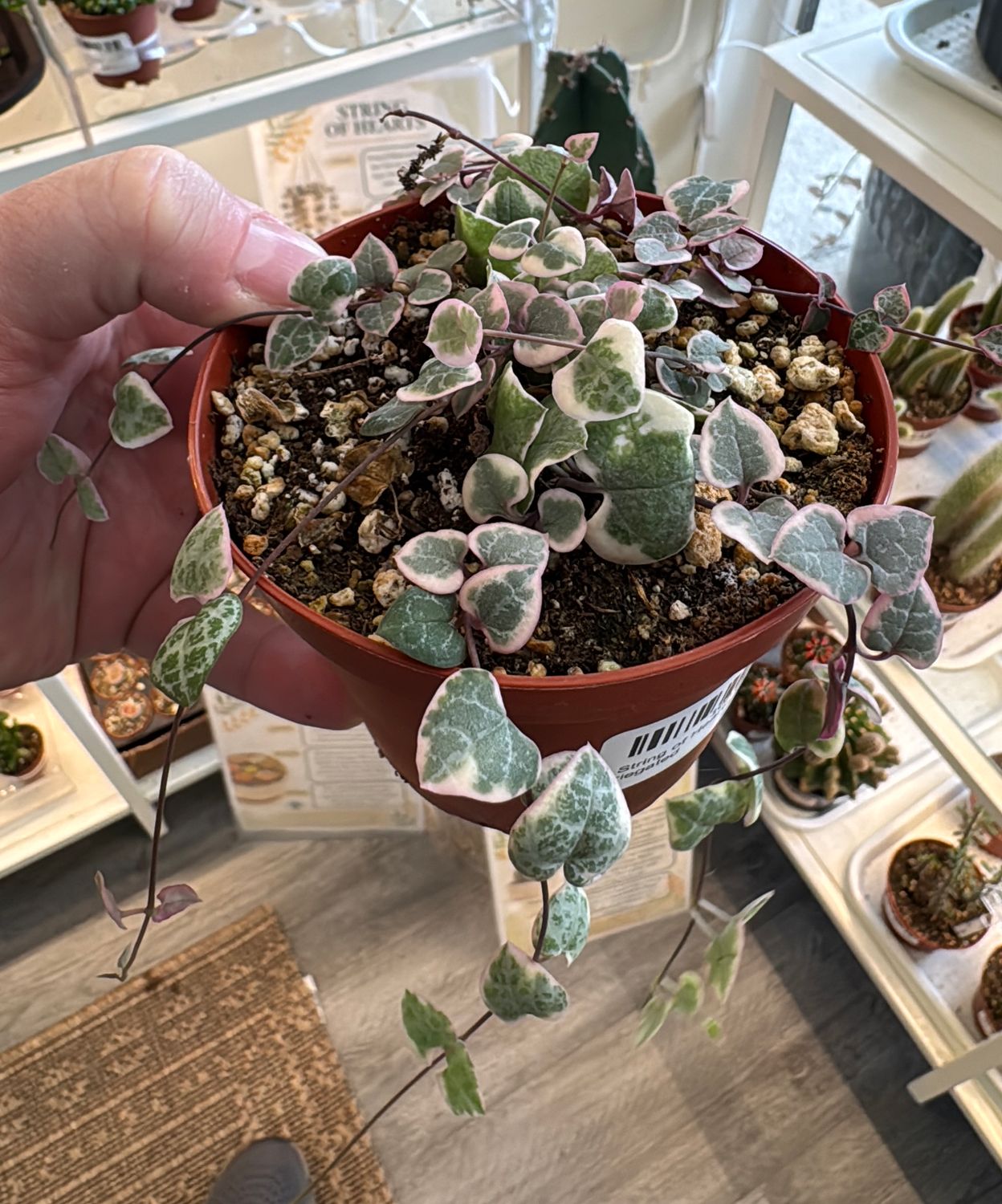 4" String of Hearts Variegated