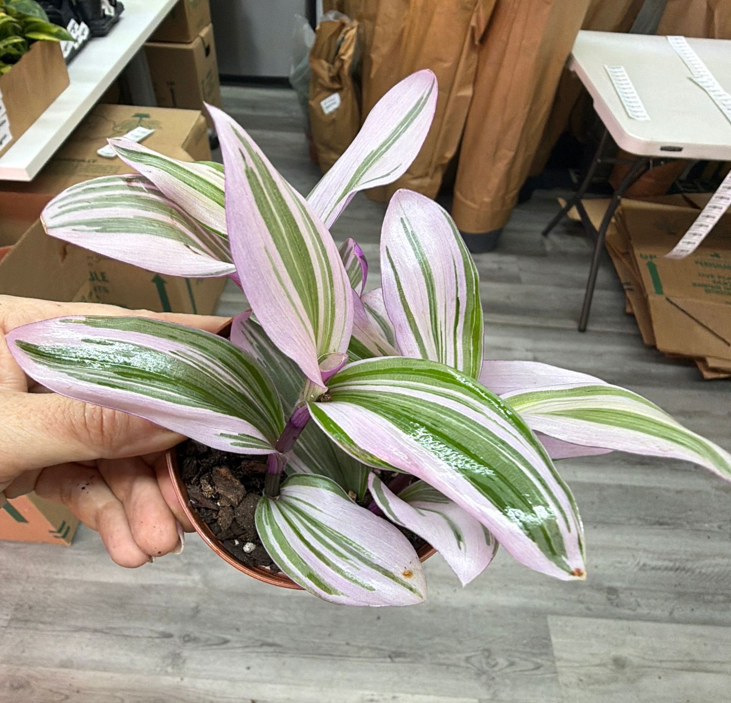 4" Tradescantia Nanouk Pink Variegated