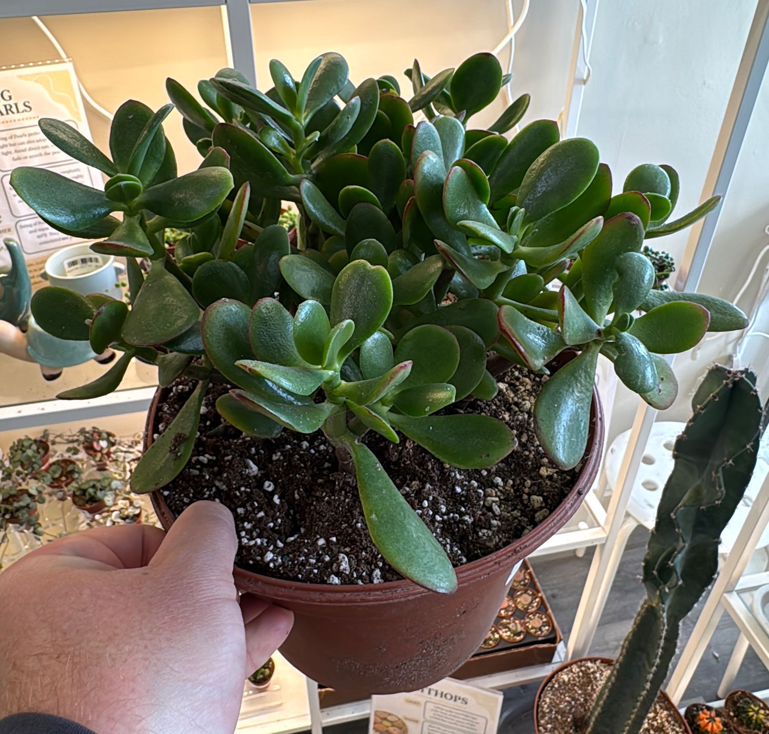 8" Jade Crassula