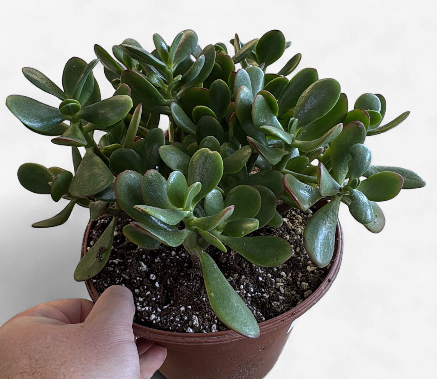 8" Jade Crassula