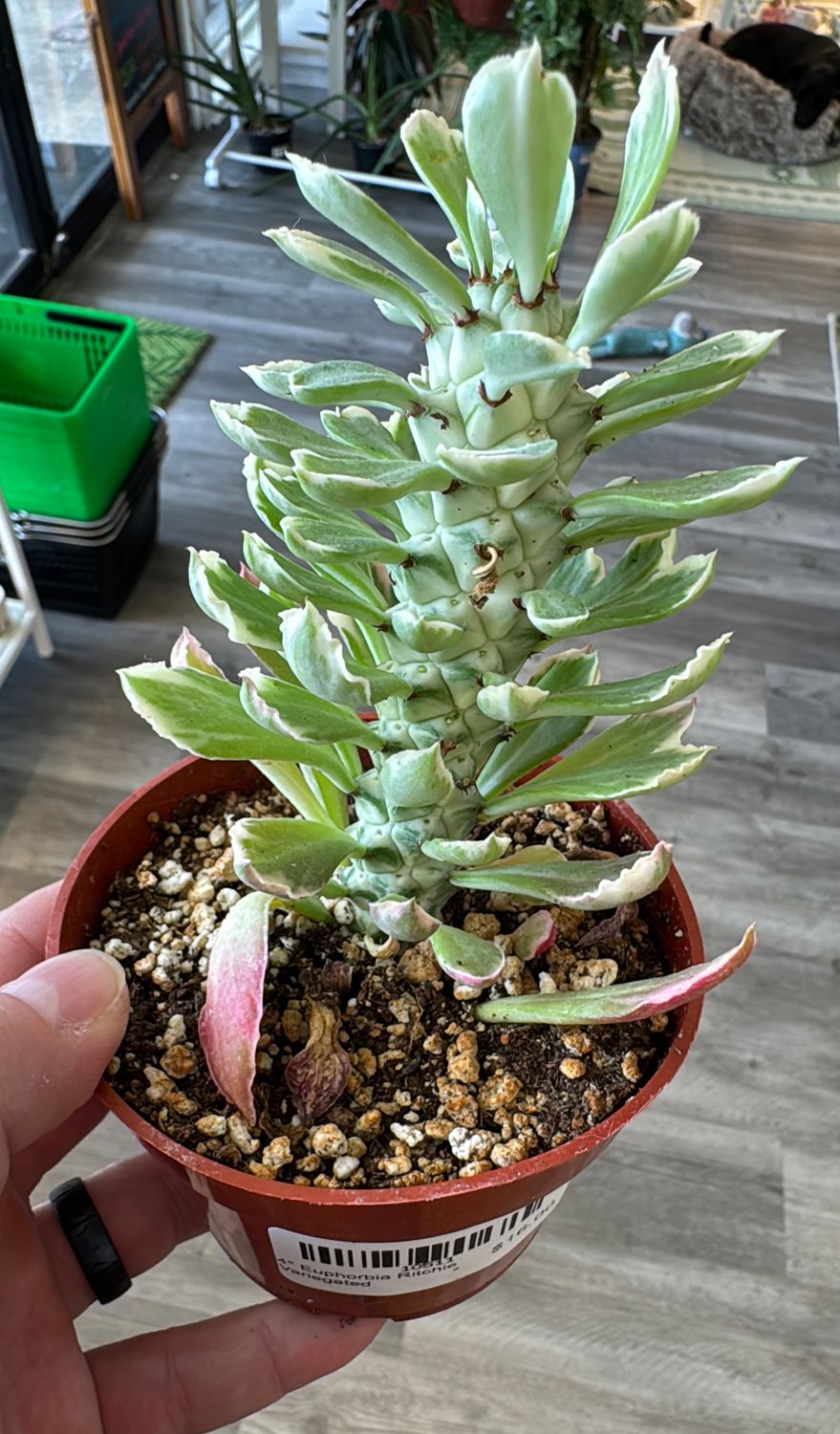 4" Euphorbia Ritchie Variegated