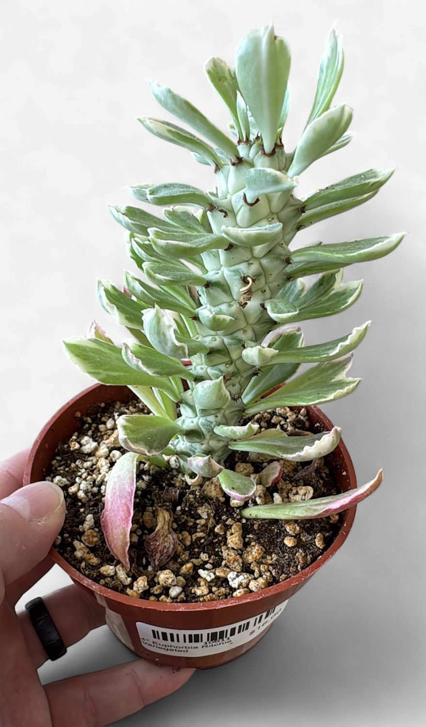 4" Euphorbia Ritchie Variegated
