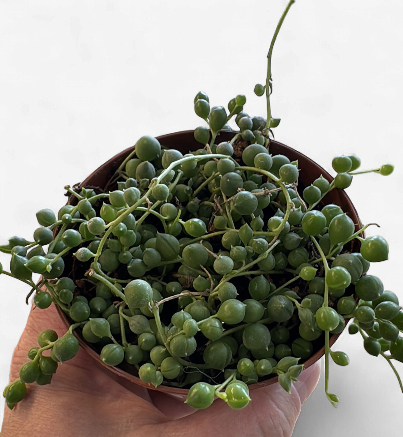 4" String of Pearls