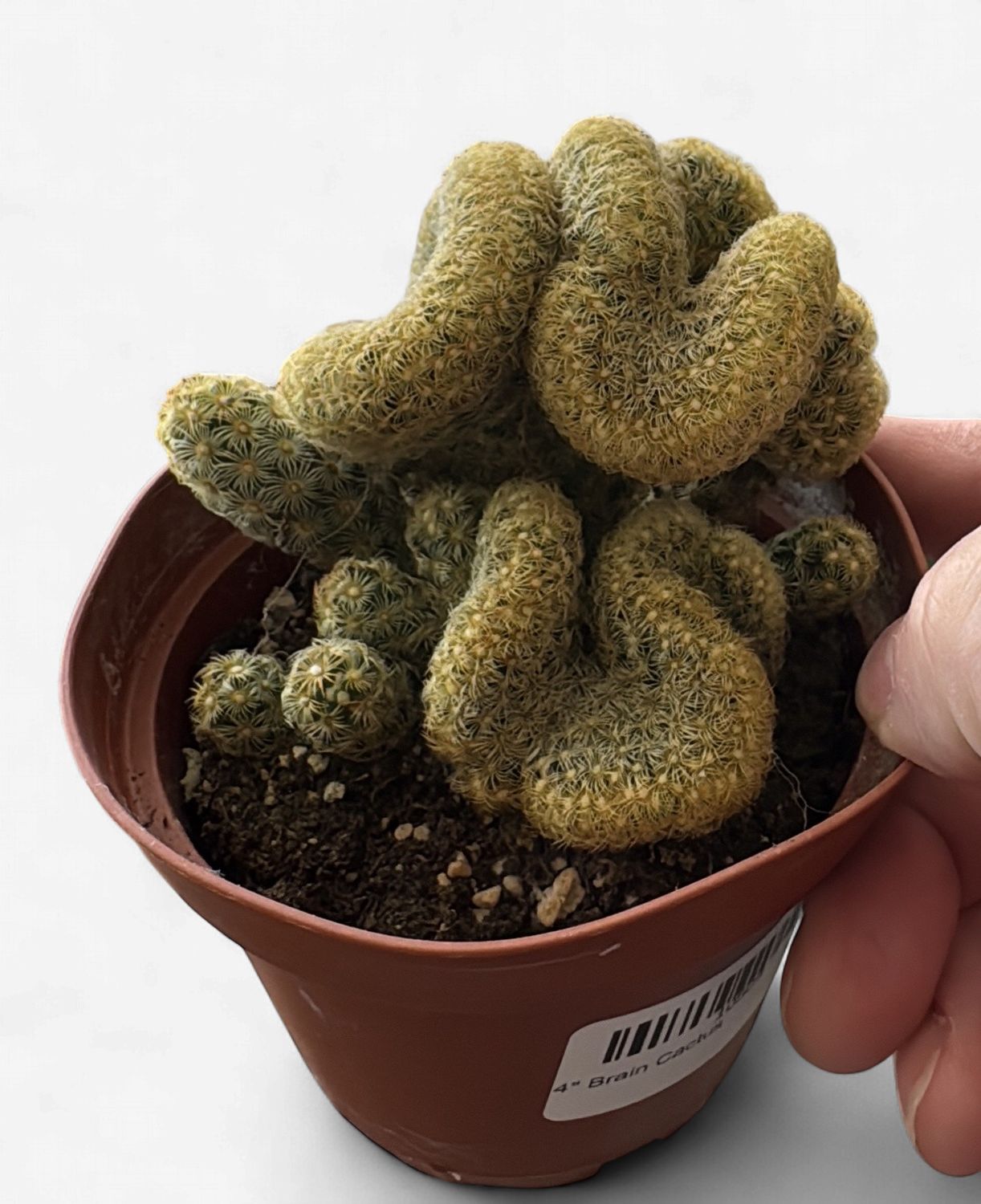4" Brain Cactus