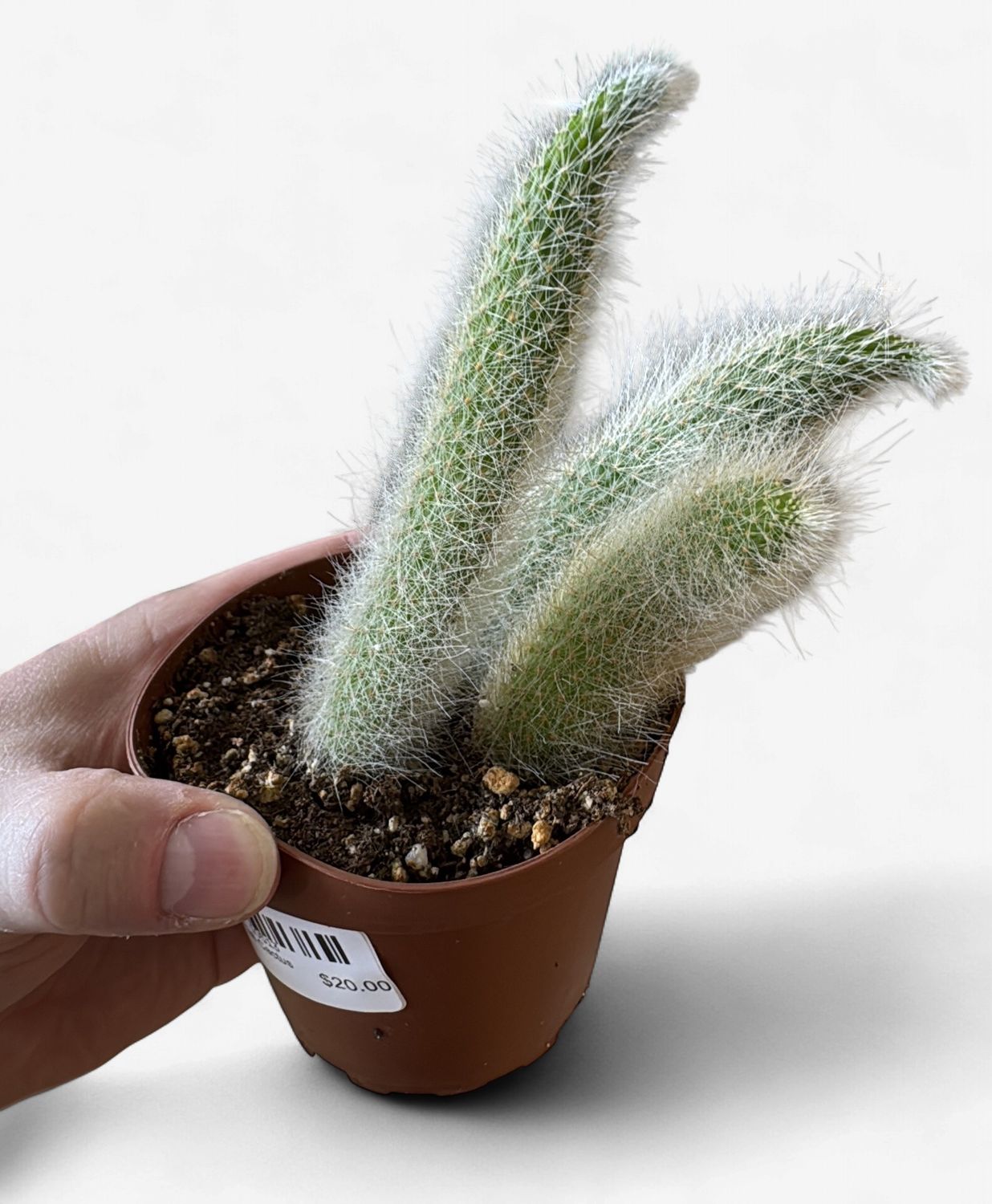 4" Monkey Tail Cactus