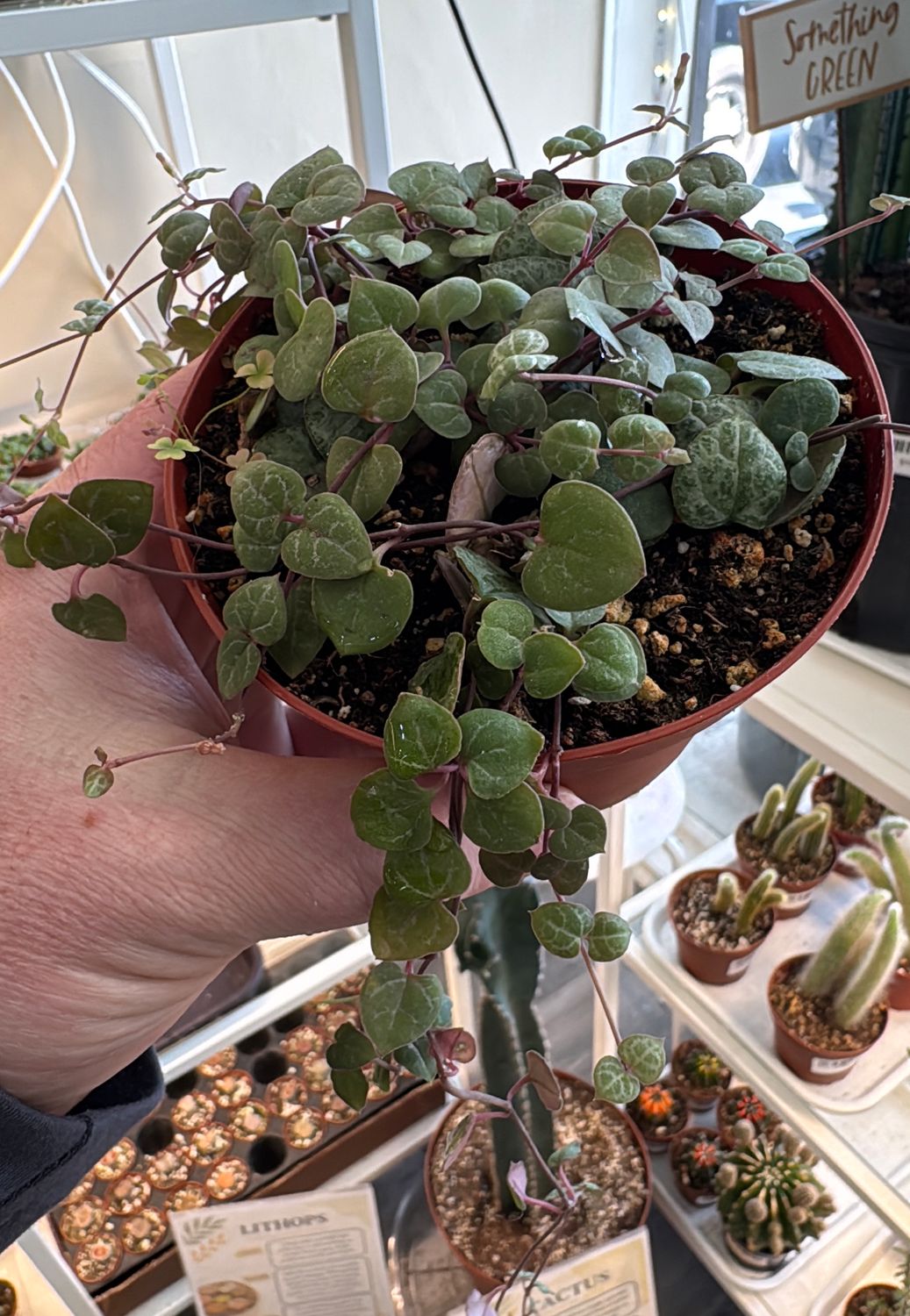 4" String of Hearts Woodii