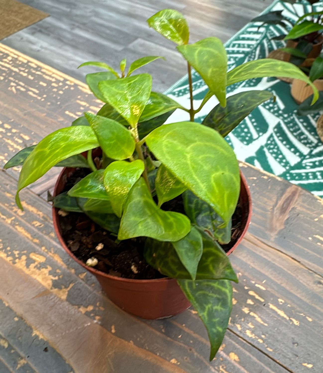 4" Lipstick Plant 'Black Pagoda'