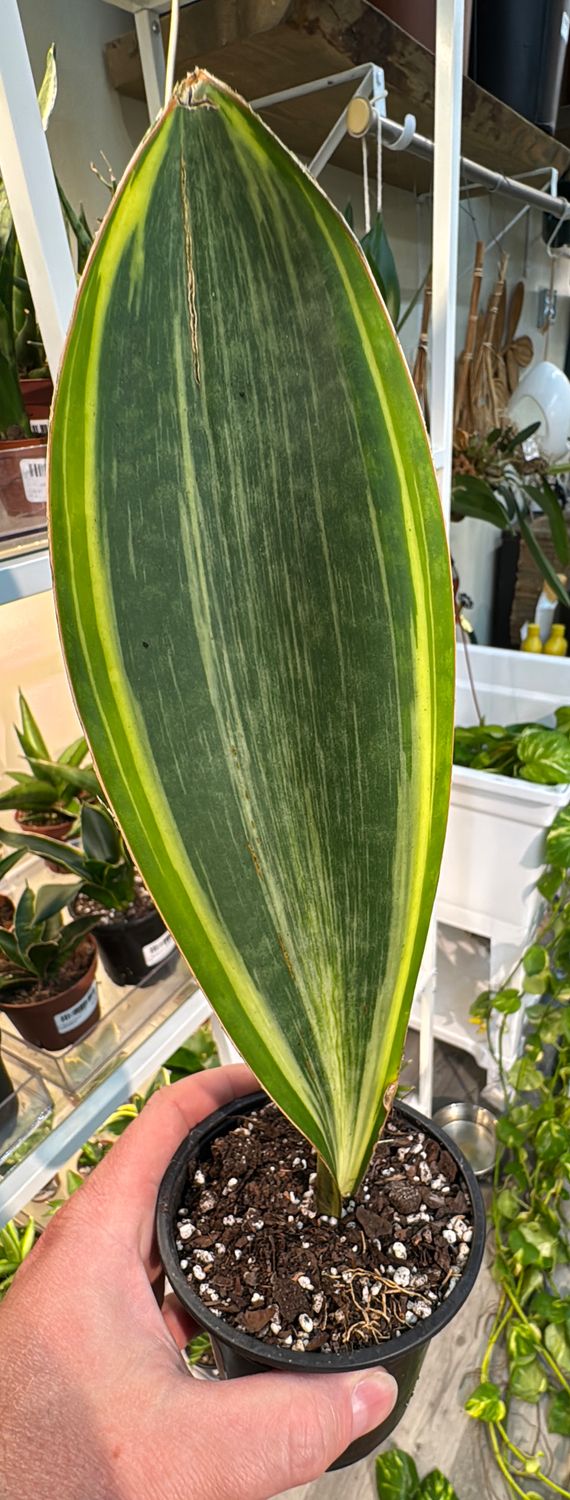 4" Sansevieria Whale Fin Variegated