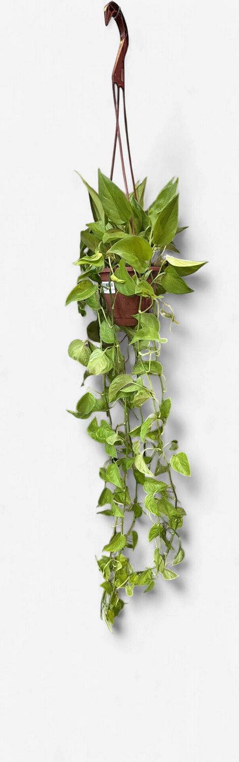 6" Pothos Sao Paulo Hanging Basket