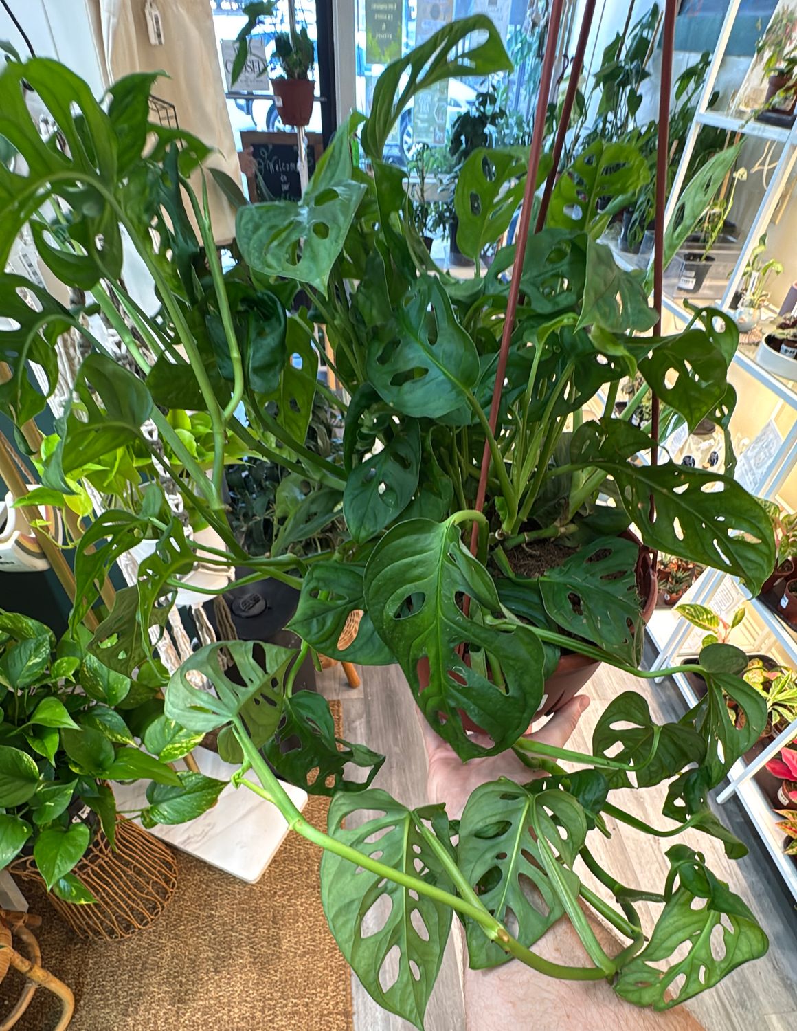 8" Monstera adansonii Hanging Basket