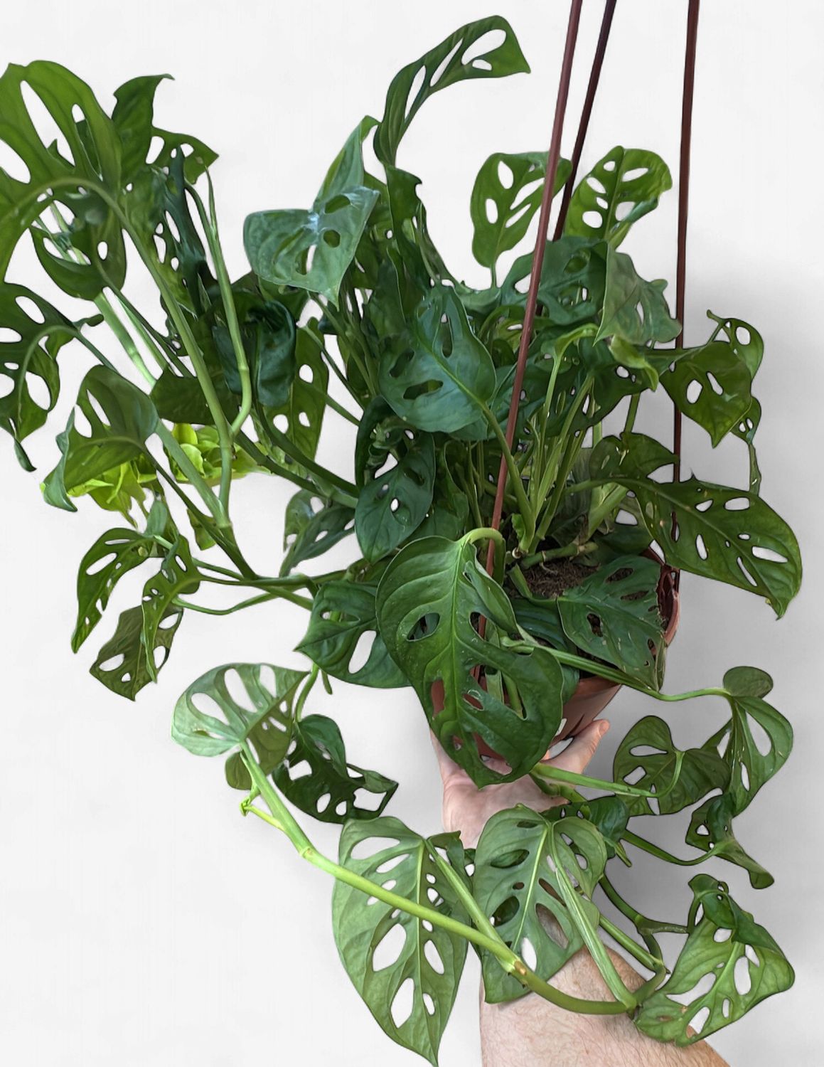 8" Monstera adansonii Hanging Basket