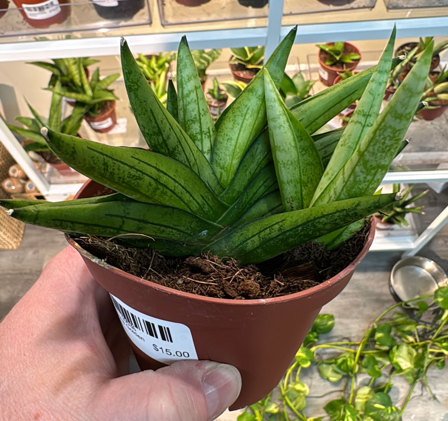 4" Sansevieria Golden Child