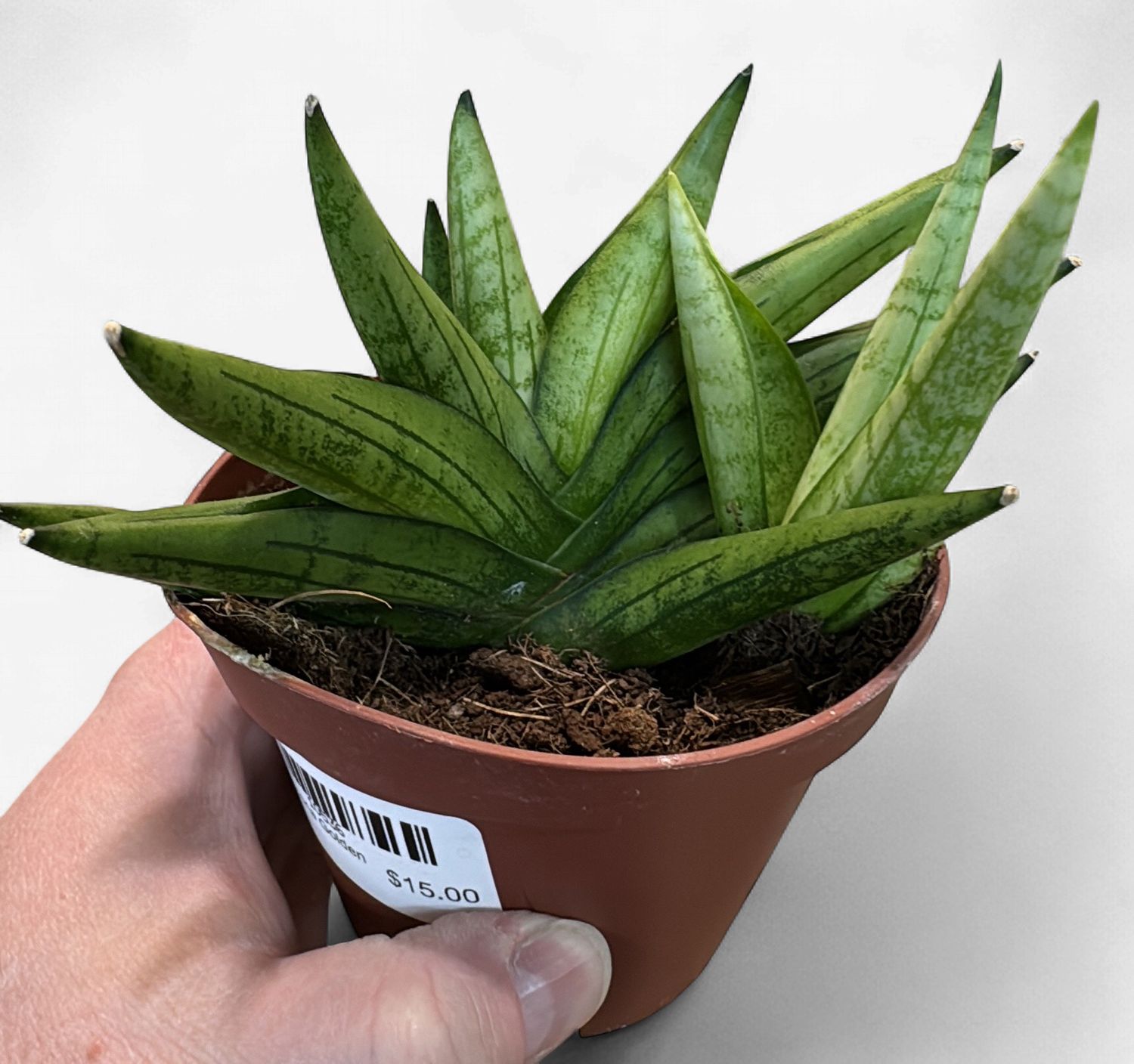 4" Sansevieria Golden Child