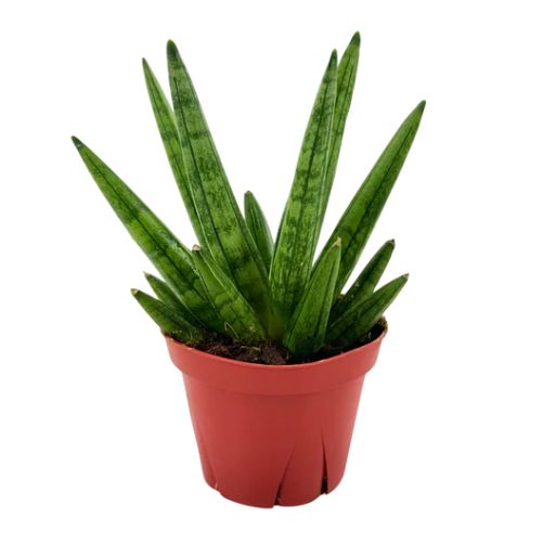 4" Sansevieria Hedgehog