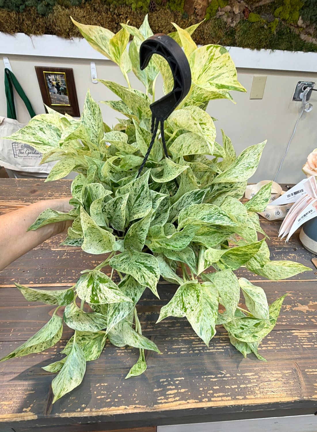 8" Pothos Snow Queen Hanging Basket